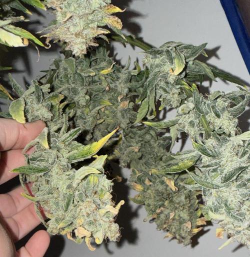 G.W.K. Organic Run. Week 10