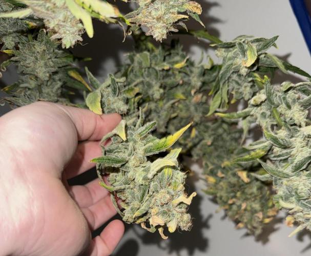 G.W.K. Organic Run. Week 10
