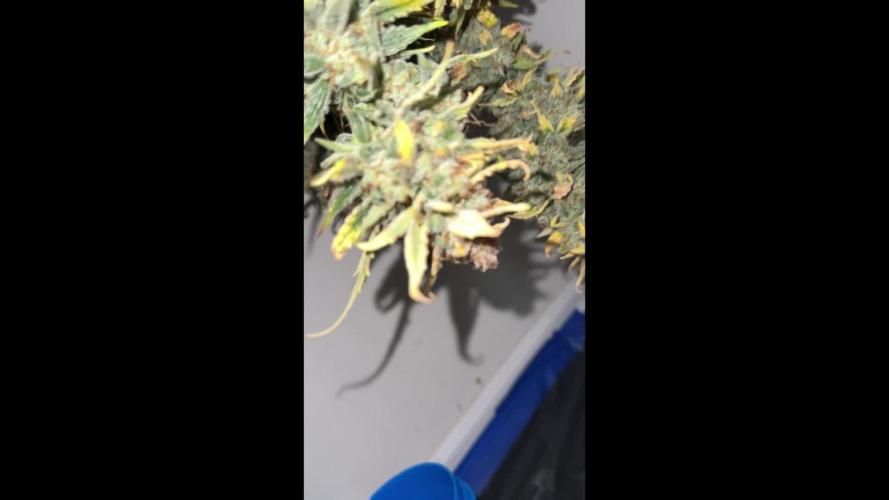 G.W.K. Organic Run