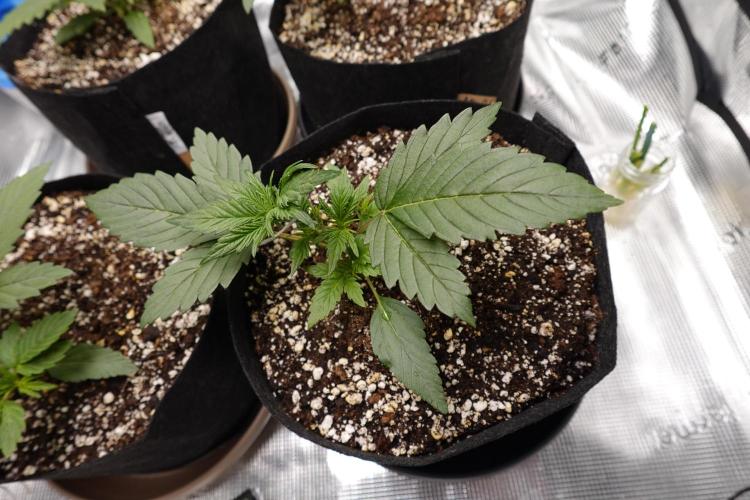 More Organic Autos: MW x GWK (Freebie). Week 3 - Mar21
