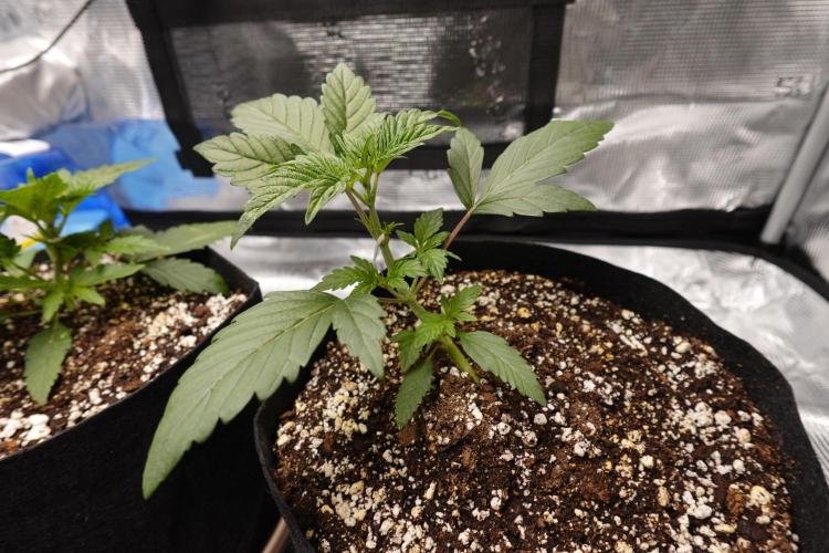 More Organic Autos: MW x GWK (Freebie). Week 3 - Mar21
