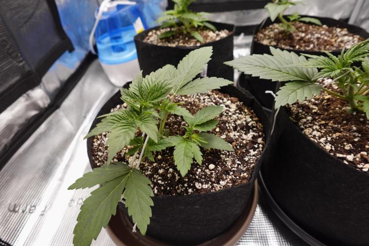 Gold Glue Organic Run AGAIN. Week 3 - Mar 21