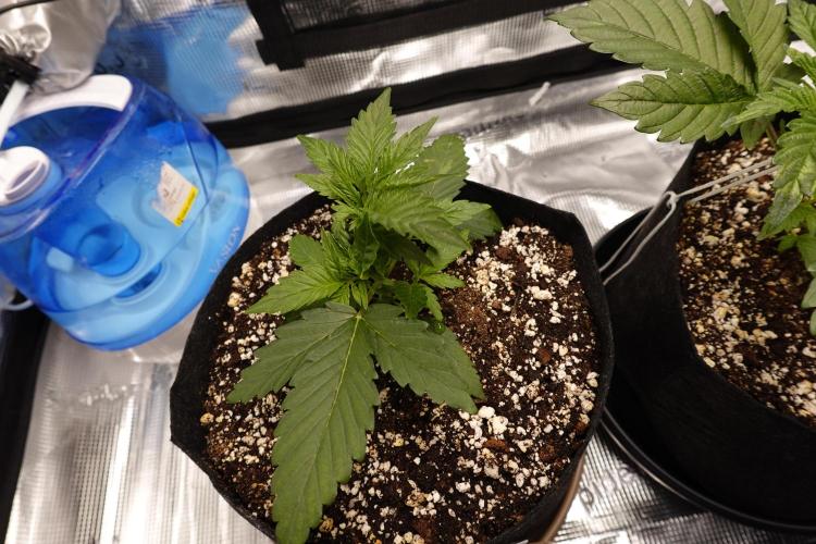 Gold Glue Organic Run AGAIN. Week 3 - Mar 21