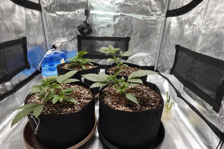 Gold Glue Organic Run AGAIN. Week 3 - Mar 21
