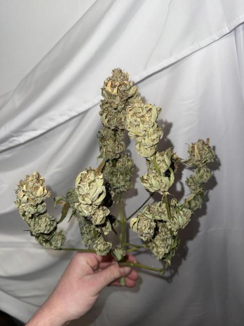Gold Glue Organic Run. Week 10 - Dry trimmed march 24
