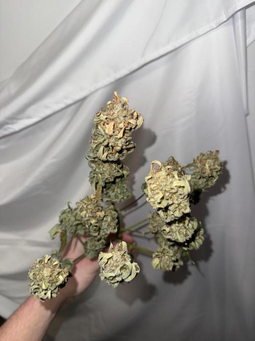 Gold Glue Organic Run. Week 10