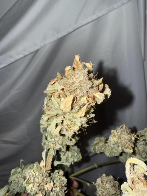 Gold Glue Organic Run. Week 10