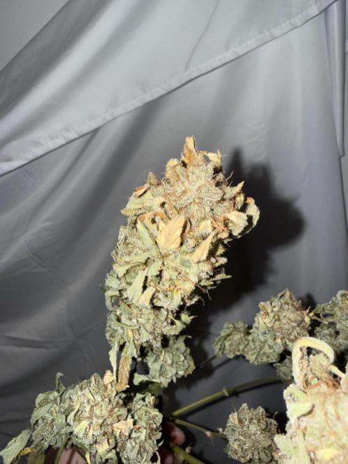 Gold Glue Organic Run. Week 10