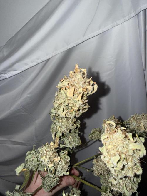 Gold Glue Organic Run. Week 10