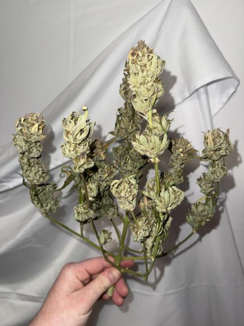 Gold Glue Organic Run. Week 10