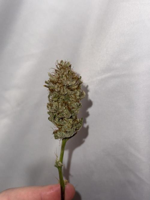 Gold Glue Organic Run. Week 10