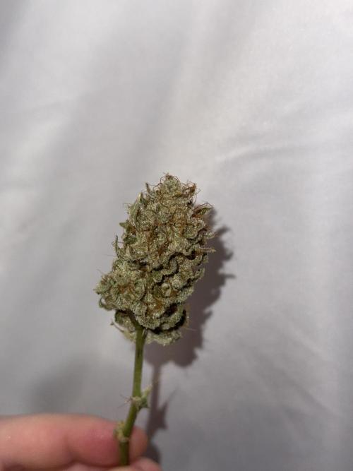 Gold Glue Organic Run. Week 10