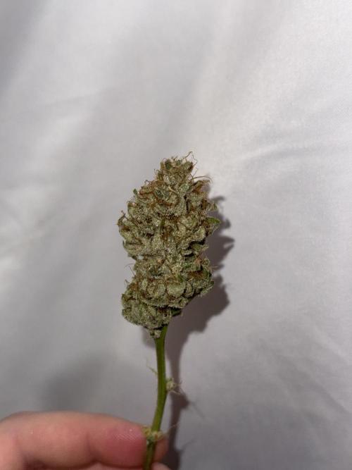 Gold Glue Organic Run. Week 10