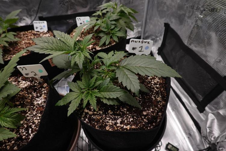 More Organic Autos: MW x GWK (Freebie). Week 4