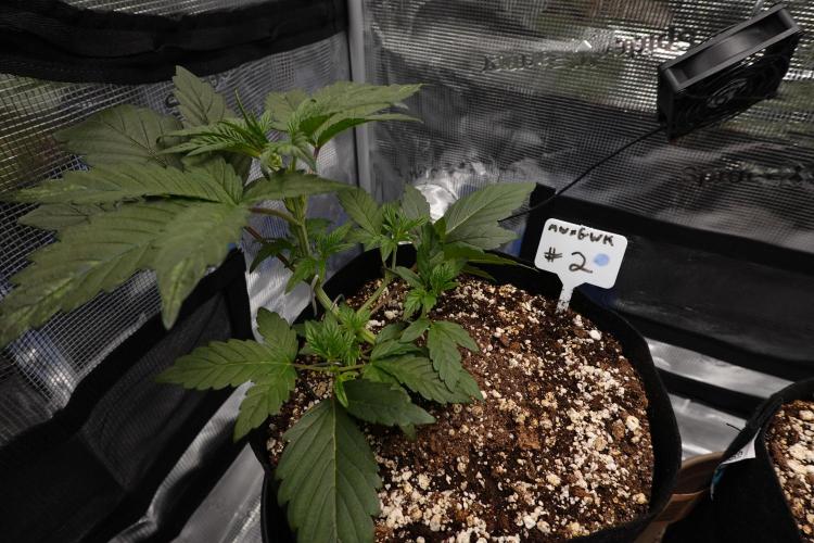 More Organic Autos: MW x GWK (Freebie). Week 4
