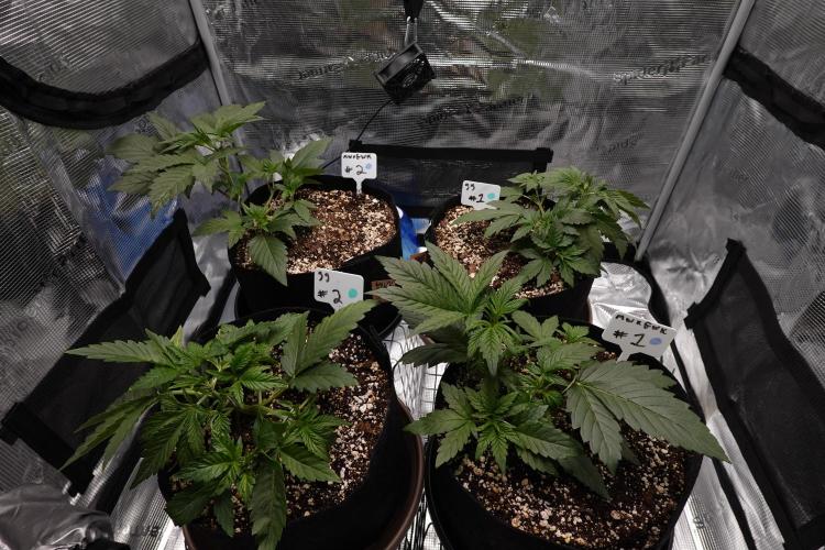 More Organic Autos: MW x GWK (Freebie). Week 4