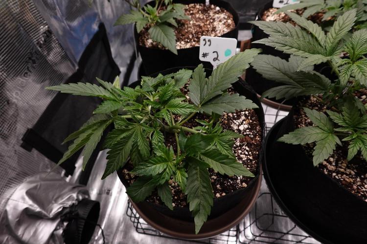 Gold Glue Organic Run AGAIN. Week 4