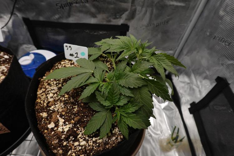 Gold Glue Organic Run AGAIN. Week 4