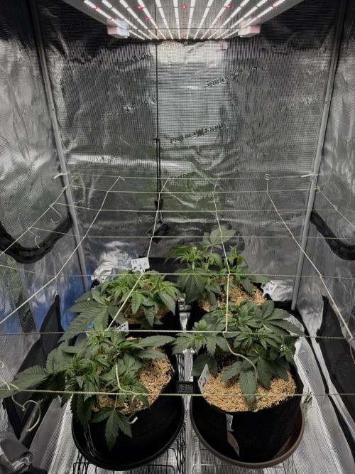 More Organic Autos: MW x GWK (Freebie). Week 4