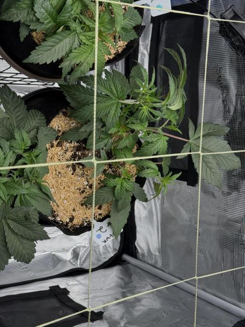 More Organic Autos: MW x GWK (Freebie). Week 4