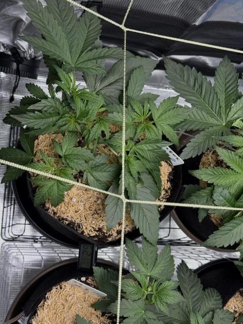 More Organic Autos: MW x GWK (Freebie). Week 4