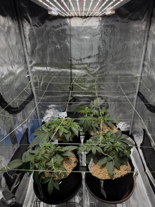 Gold Glue Organic Run AGAIN. Week 4