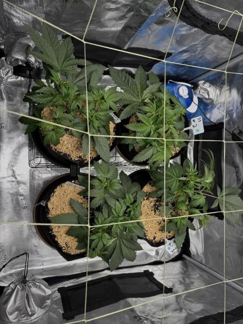 Gold Glue Organic Run AGAIN. Week 4
