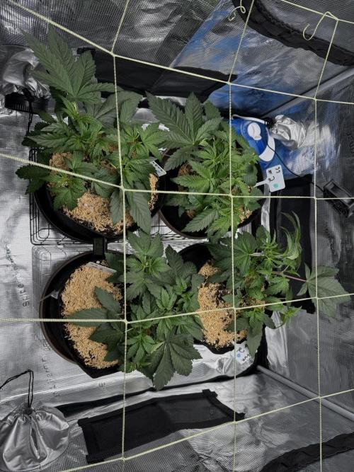 Gold Glue Organic Run AGAIN. Week 4