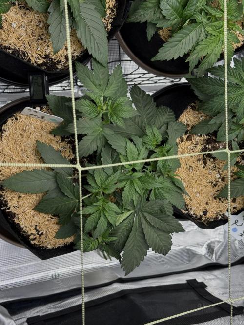 Gold Glue Organic Run AGAIN. Week 4