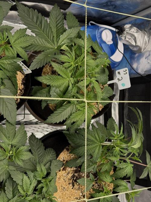 Gold Glue Organic Run AGAIN. Week 4