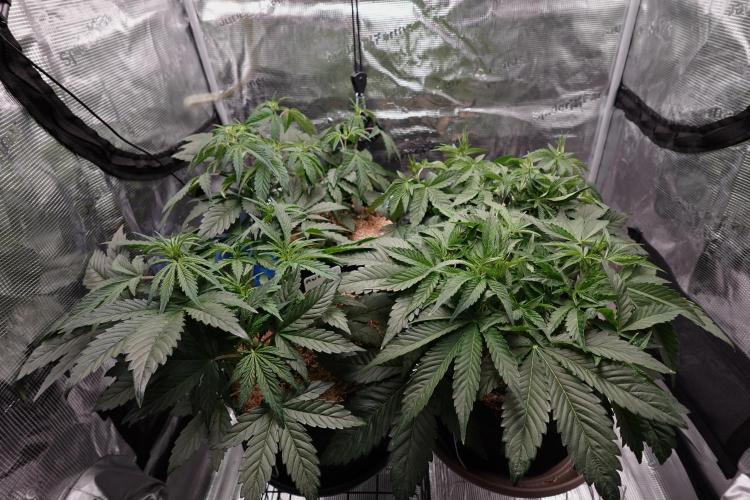 More Organic Autos: MW x GWK (Freebie). Week 5