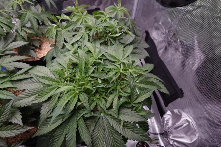 More Organic Autos: MW x GWK (Freebie). Week 5