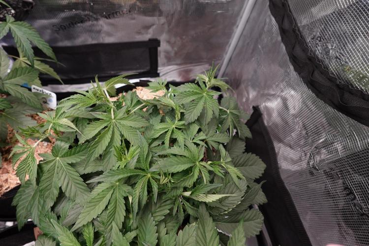 More Organic Autos: MW x GWK (Freebie). Week 5