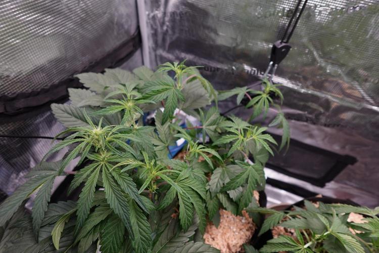 More Organic Autos: MW x GWK (Freebie). Week 5