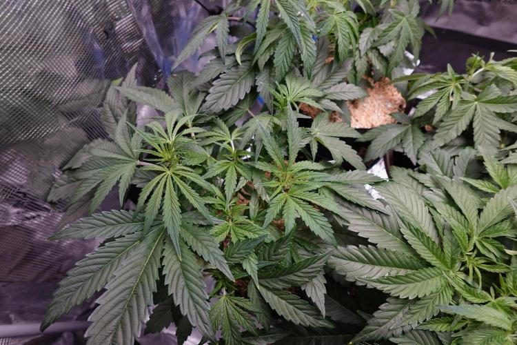 More Organic Autos: MW x GWK (Freebie). Week 5