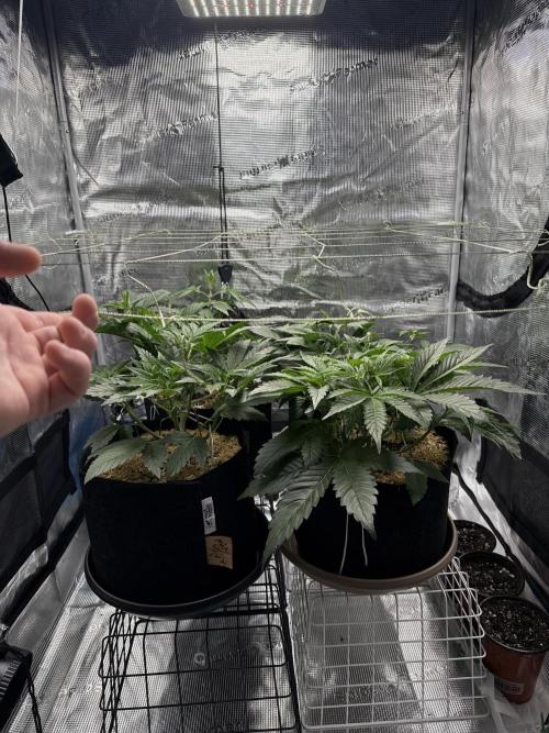 Gold Glue Organic Run AGAIN. Week 5