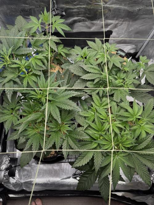 Gold Glue Organic Run AGAIN. Week 5