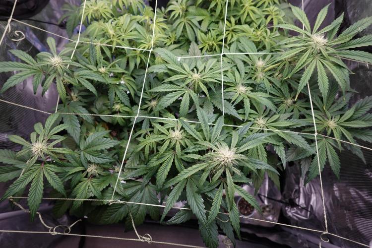 More Organic Autos: MW x GWK (Freebie). Week 6