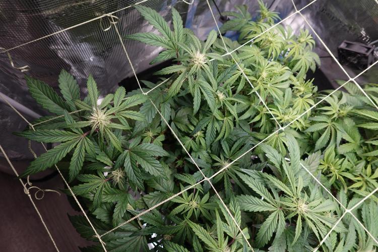 More Organic Autos: MW x GWK (Freebie). Week 6