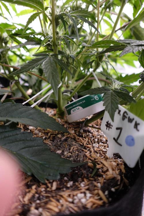 More Organic Autos: MW x GWK (Freebie). Week 6