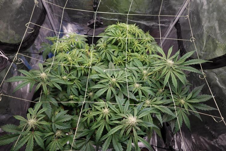 More Organic Autos: MW x GWK (Freebie). Week 6
