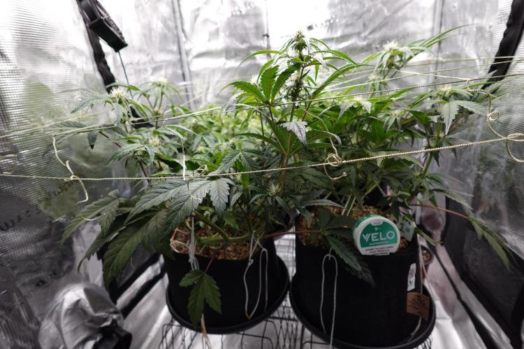 More Organic Autos: MW x GWK (Freebie). Week 6