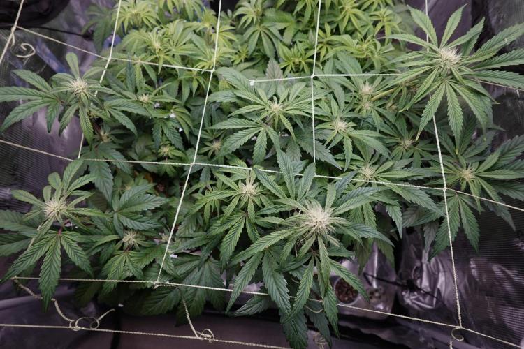More Organic Autos: MW x GWK (Freebie). Week 6