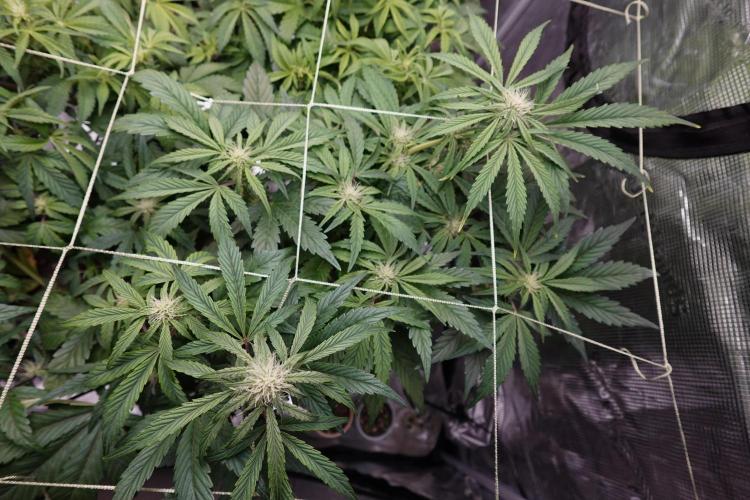 More Organic Autos: MW x GWK (Freebie). Week 6