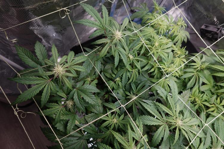 More Organic Autos: MW x GWK (Freebie). Week 6