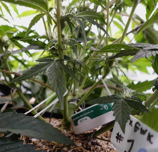 More Organic Autos: MW x GWK (Freebie). Week 6