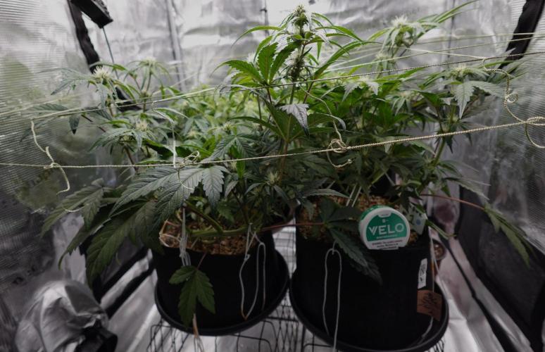 More Organic Autos: MW x GWK (Freebie). Week 6