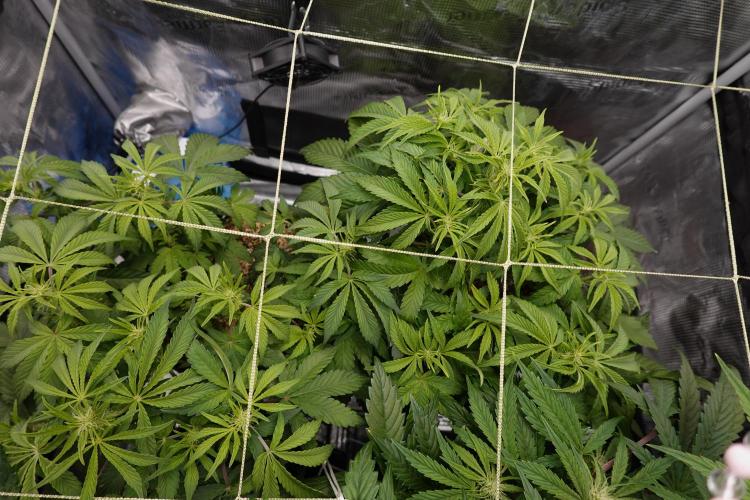 Gold Glue Organic Run AGAIN. Week 6
