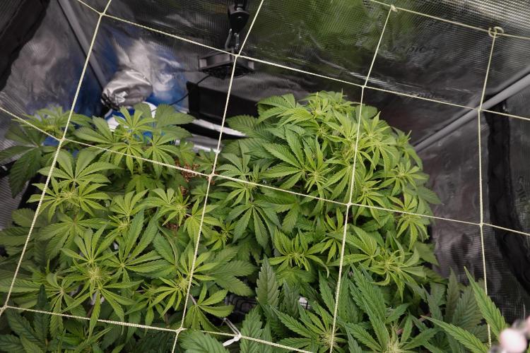 Gold Glue Organic Run AGAIN. Week 6