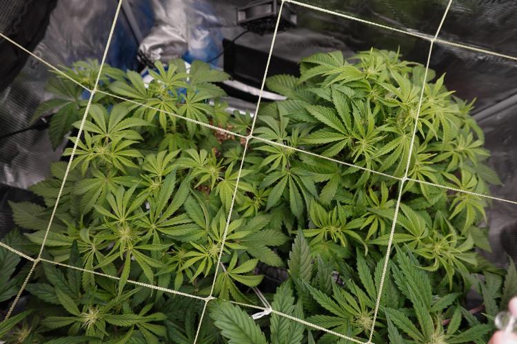 Gold Glue Organic Run AGAIN. Week 6